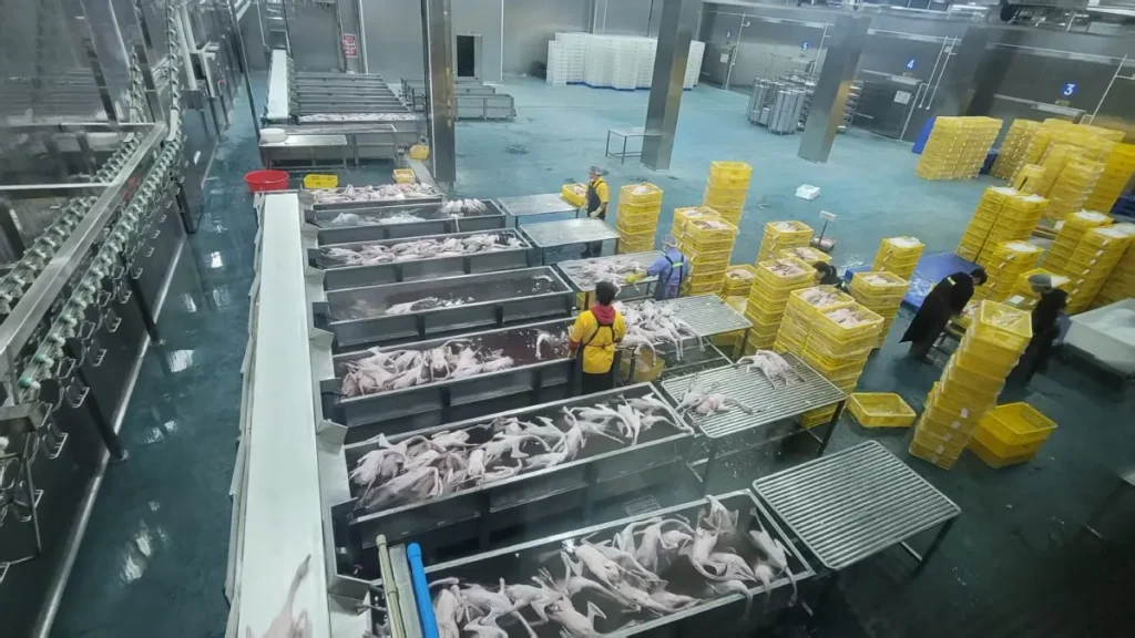 Goose slaughterhouse clean room